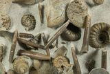 Jurassic Ammonite, Belemnite & Gastropod Cluster - England #316383-2